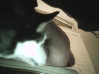 Taboo Dog Licking at the Dinner Table